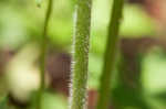 Tall thimbleweed